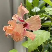 フラミンゴの画像