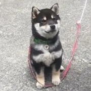 ウッシー
