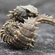 ひじき