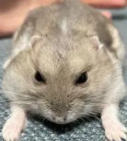 まちゃの画像