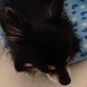 チョコ