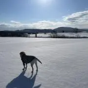マモの画像