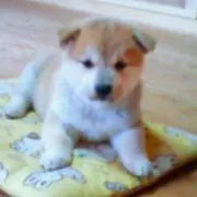 おれんじ