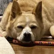 ゆーちゃんの画像