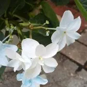 butanekoの画像