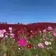 レインボーの画像