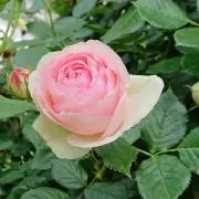 即購入禁止です☆の画像