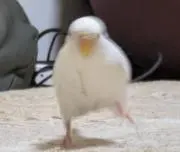 はっぱの画像