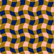 アボカド【断捨離中】の画像