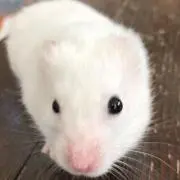 しげの画像