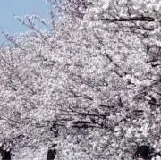 アソパソマソの画像