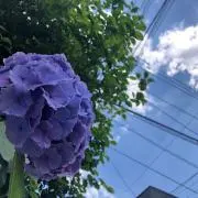 らちの画像
