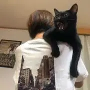 yの画像