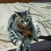 る