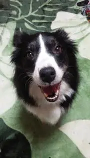 りりー