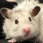 Mojoの画像