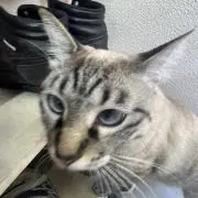 くおくお