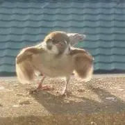 らも