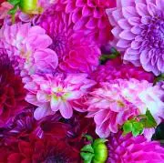 水筒肩ひもクッション2点セット(シマエナガ＆チェリー柄) - メルカリ