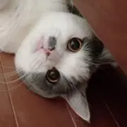 Noraの画像