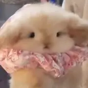 ももの画像