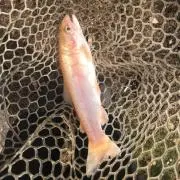 タナカーン
