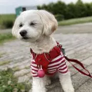 きなこの画像