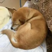 とりっぴー