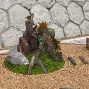苔安の画像
