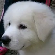 akemi