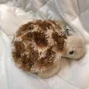 タートルちゃんの画像