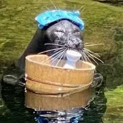 けろすけの画像