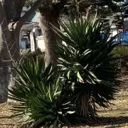まめ