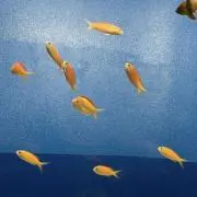 さかな(無言)の画像