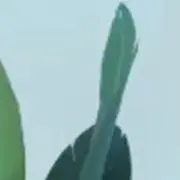 pipi