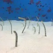 なつ