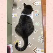 かかの画像