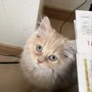 さだまチュ