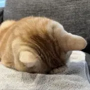 シナモンロールの画像