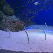 ゆきだるまの画像