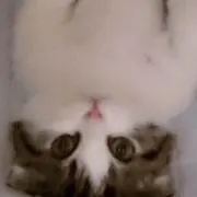 Kazu