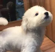 ももの画像