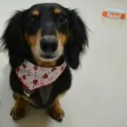 えるにゃんの画像