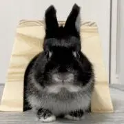 ♡の画像