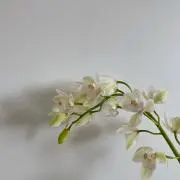 miiの画像