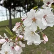 ひろこの画像