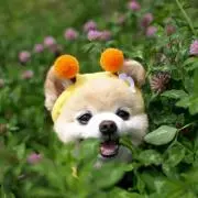 アンパンマン