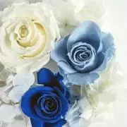 浅葱の画像