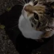 mosの画像