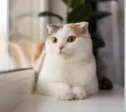 j♡の画像